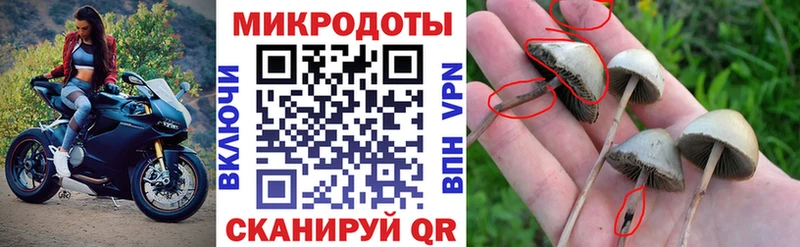 Галлюциногенные грибы Psilocybe Хасавюрт